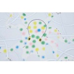 2025年2月20日高品質新品loewe半袖のT シャツ  FF工場